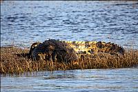 NP Chobe - krokodýlí siesta