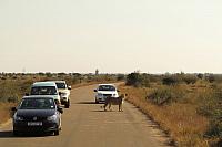 NP Kruger - překvapení během cesty parkem