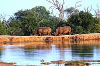 Nosorožci v NP Hlane