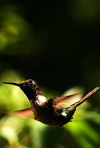 Kolibřík v pralese Monteverde