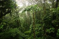Tajemný svět pralesa u Santa Elena