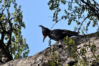 El Pájaro Carpintero