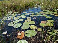 Okavango