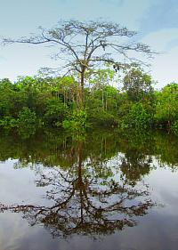 Amazonský prales - nehotelbusový zájezd do centra Oni Shobo je nezapomenutelnou ochutnávkou přírody a života v peruánské Amazonii