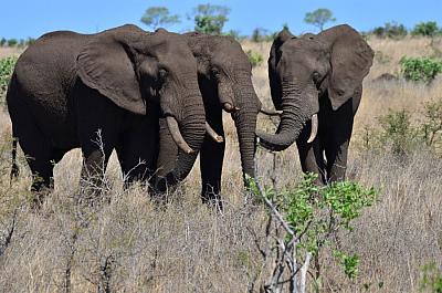 Stádo slonů Afrických