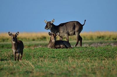 Africká pláň plná života