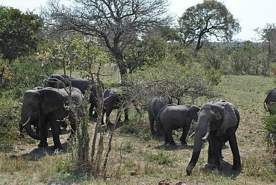 Afrika