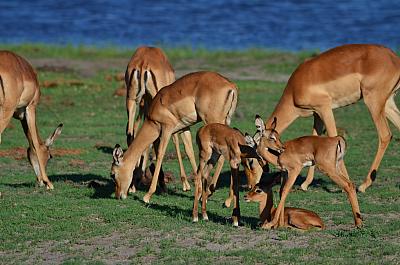 Antilopí rodinka