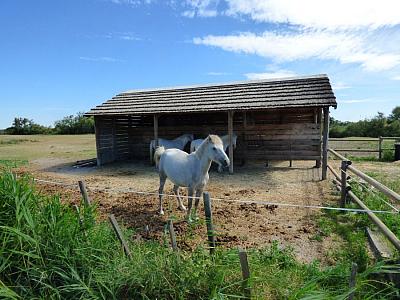La Camargue – Saintes–Maries–de–la–Mer – delta řeky Rhôny