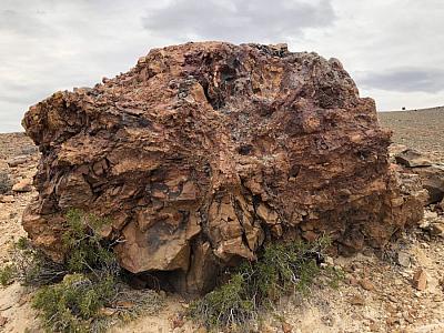 Bosque petrificado