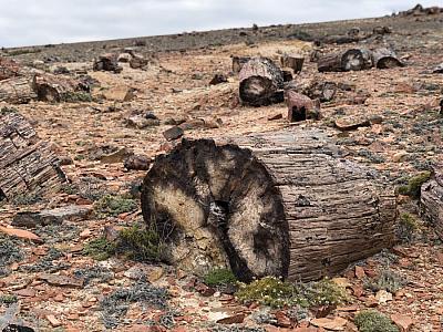 Bosque petrificado - Argentina