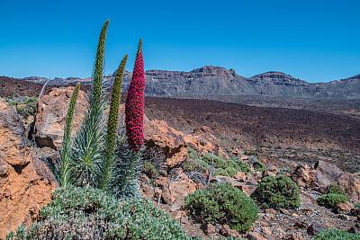 Tenerife (Tři ostrovy věčného jara: Gran Canaria – Tenerife – La Gomera)