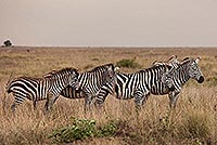 Kilimandžáro a Mount Meru - nejvyšší hory Tanzanie